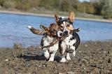 CORGI CARDIGAN 103
